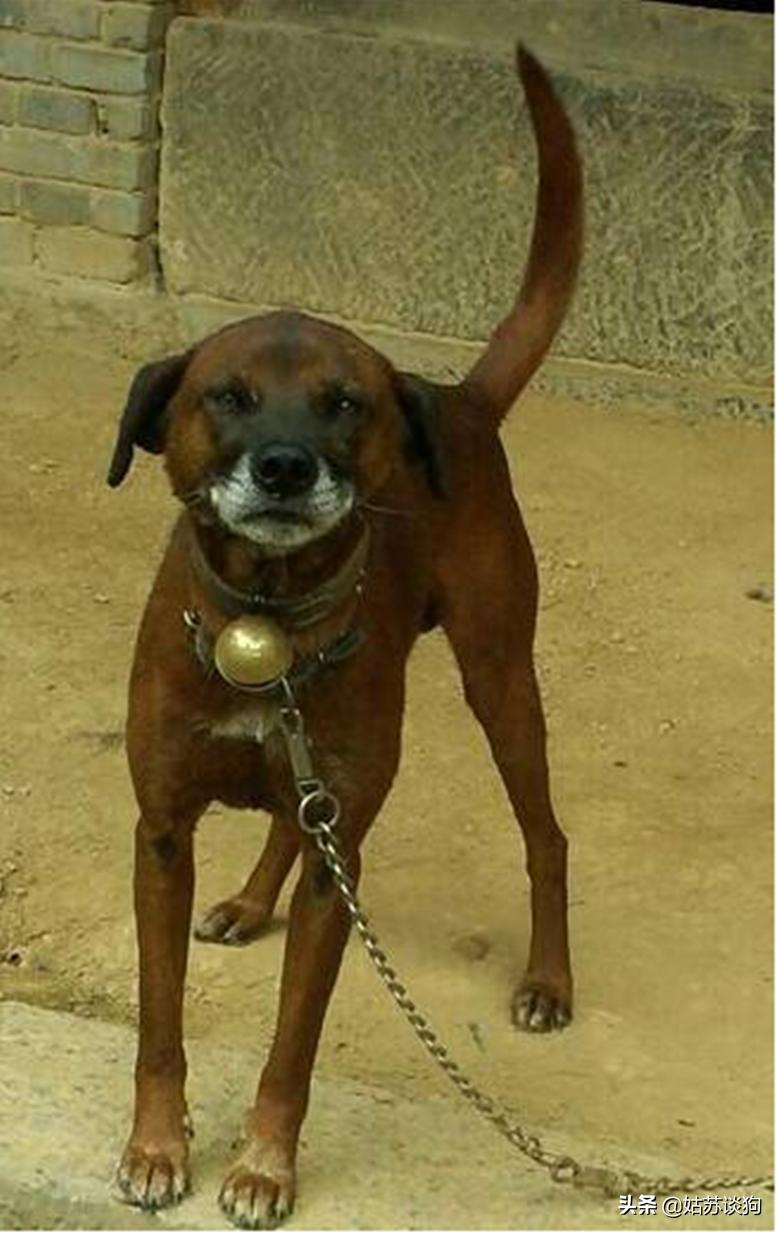 凉山猎犬和青川犬哪个比较好,青川犬和川东犬区别