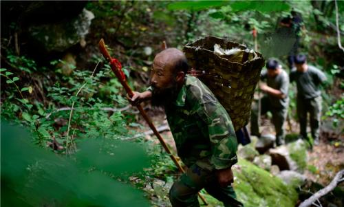 长白山挖人参真的会跑吗,长白山挖参人视频