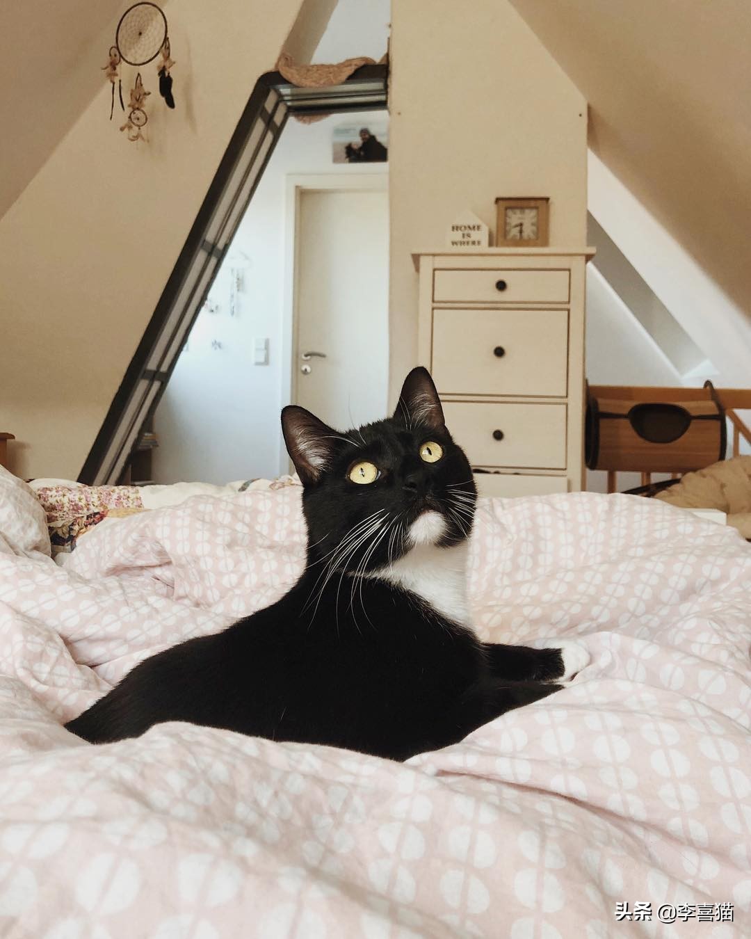 辟谣猫咪谣言,辟谣猫咪并非黑夜都能看得清