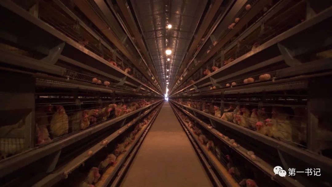 广西乡村振兴带动脱贫,乡村振兴宾阳