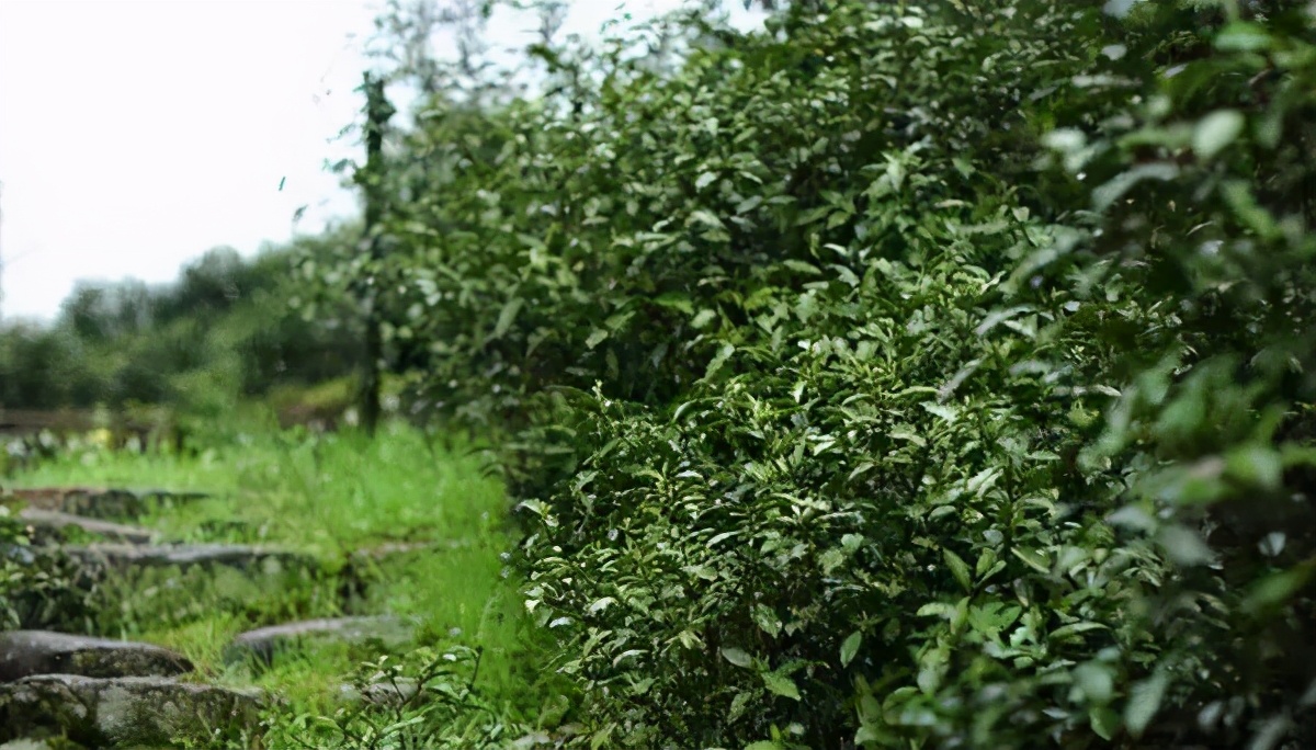 沸水泡祁门红茶缺点,开水泡红茶会怎样
