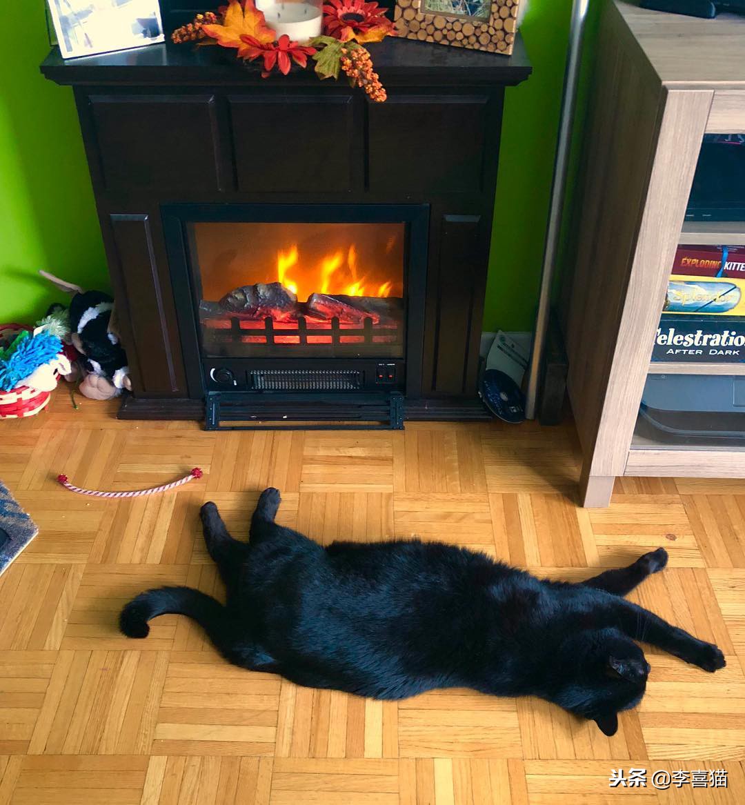 冬天如何更好给猫咪保暖,立冬了天气越来越冷了照顾好自己