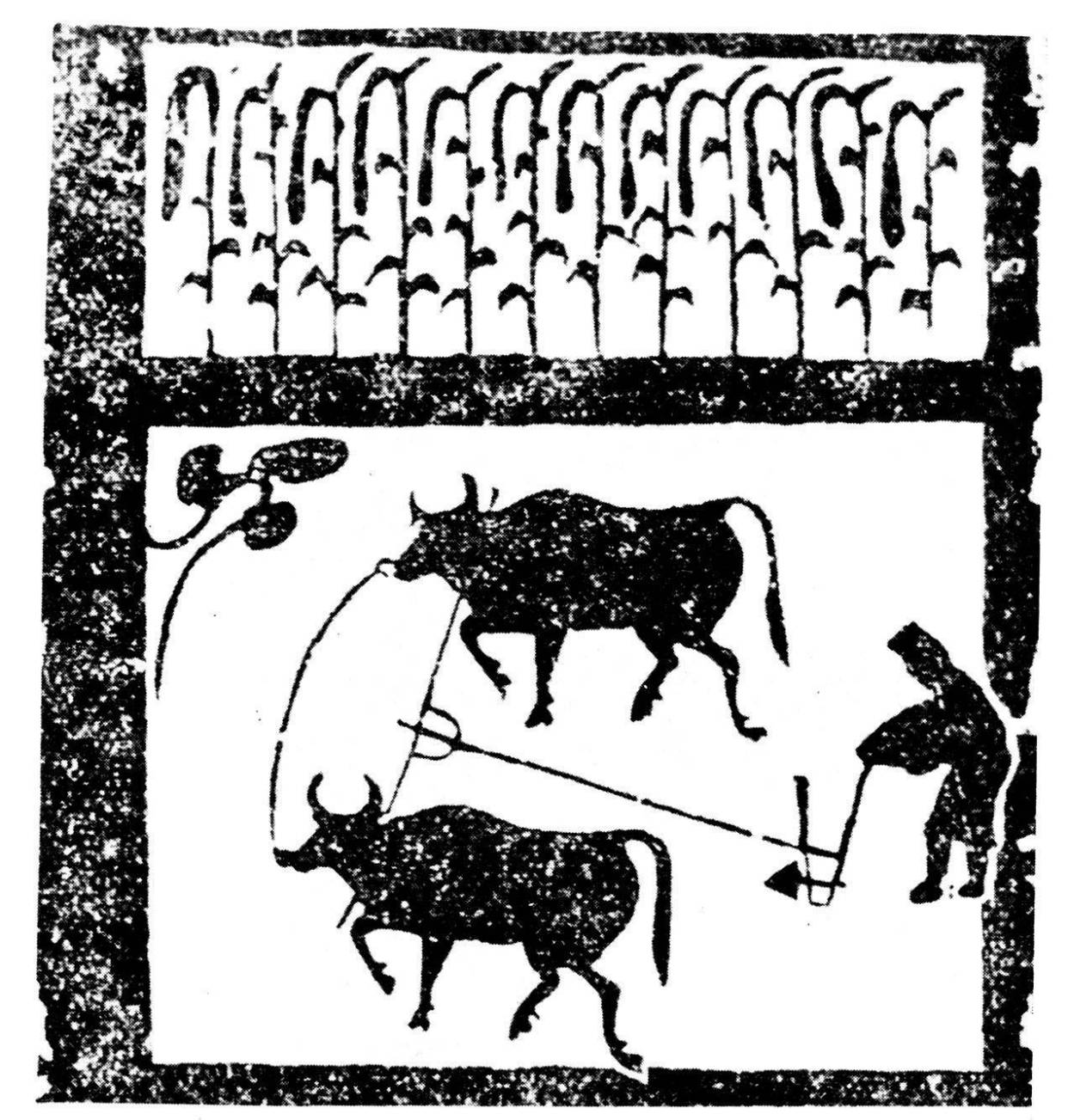 奶牛身上开洞是怎么回事,牛身开洞是什么原因