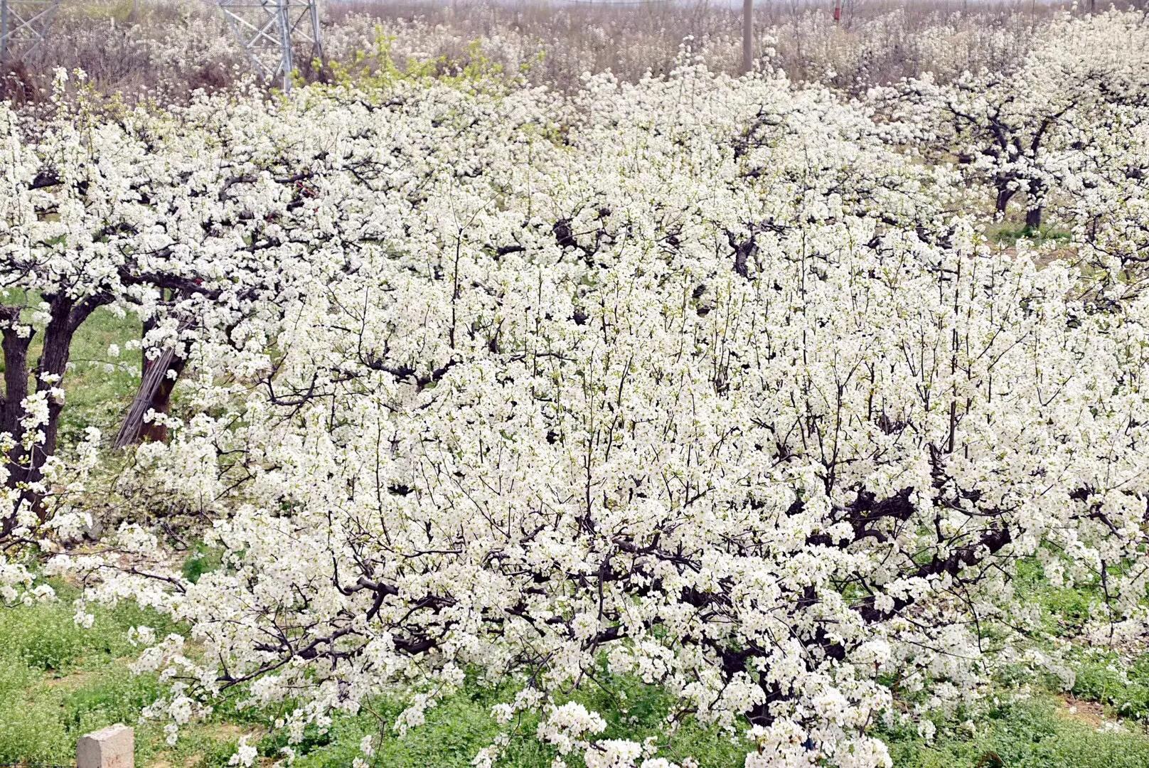 春游梨花林,邂逅三月梨花