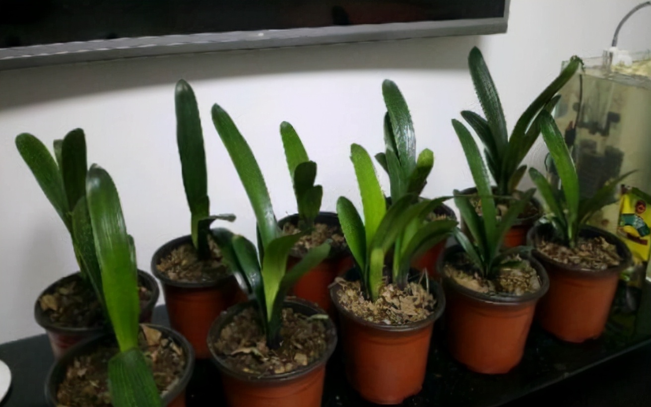 扦插最好成活的十种植物,扦插繁殖的植物有哪些