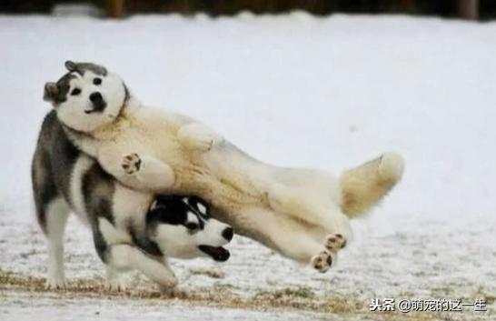 天气热了狗狗如何防暑,天气渐热养狗狗要注意以下几点