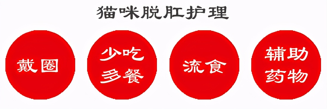 猫咪轻度脱肛是什么样图,猫咪拉屎脱肛怎么塞进去