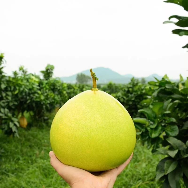 怎样培植柚子树苗,怎样才能种出好吃的柚子