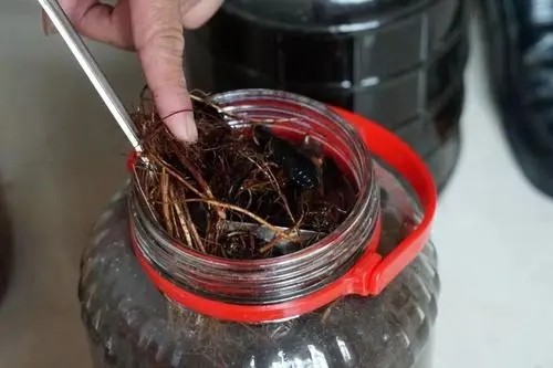 广东有马蜂酒吗,广东人的药酒酒量