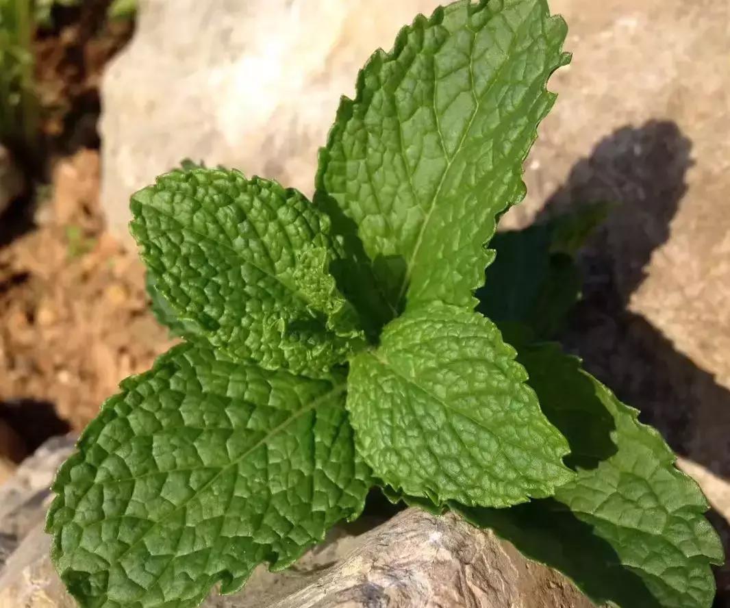 吸毒草有毒吗,吸毒草真的吸毒吗