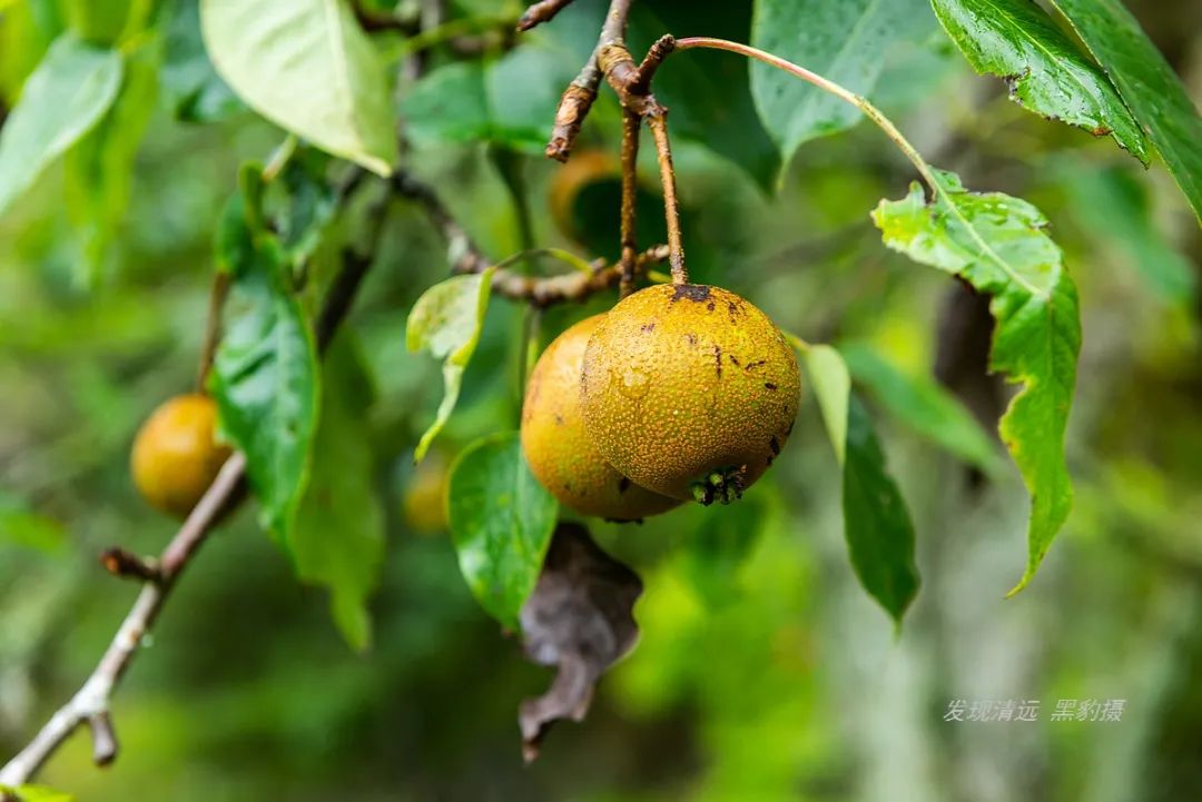 徒步穿越秦岭无人区,徒步穿越喀斯特森林