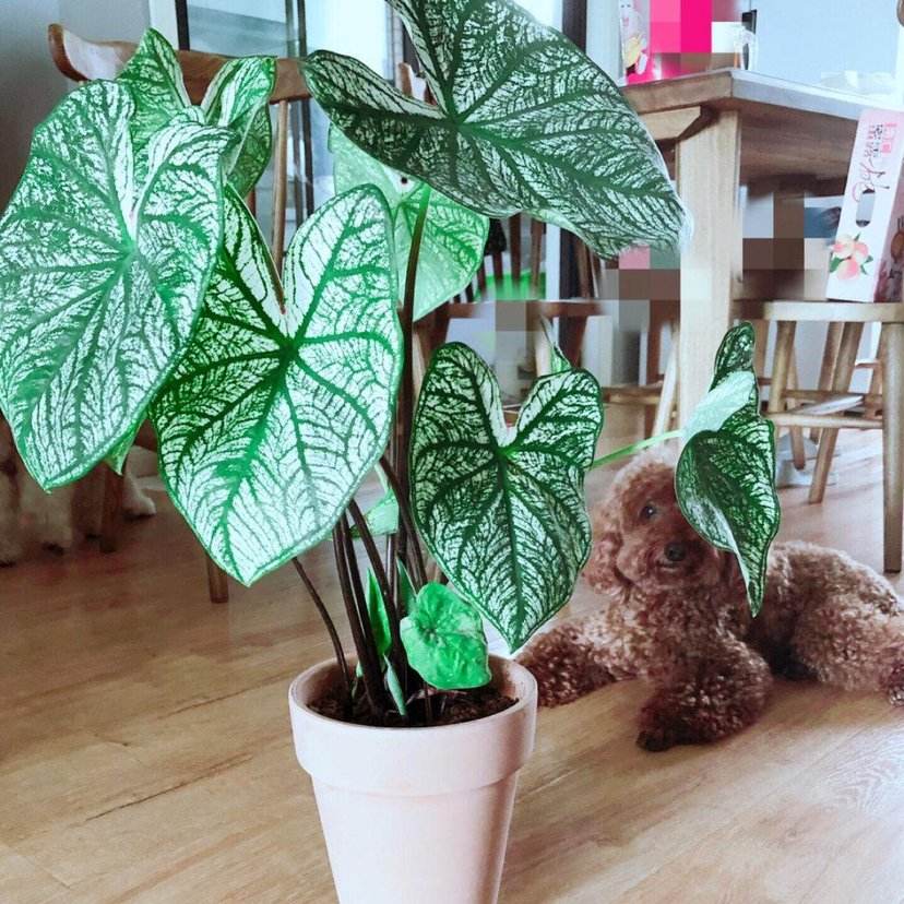 室内养什么花晚上释放氧气,房间养什么花好睡眠