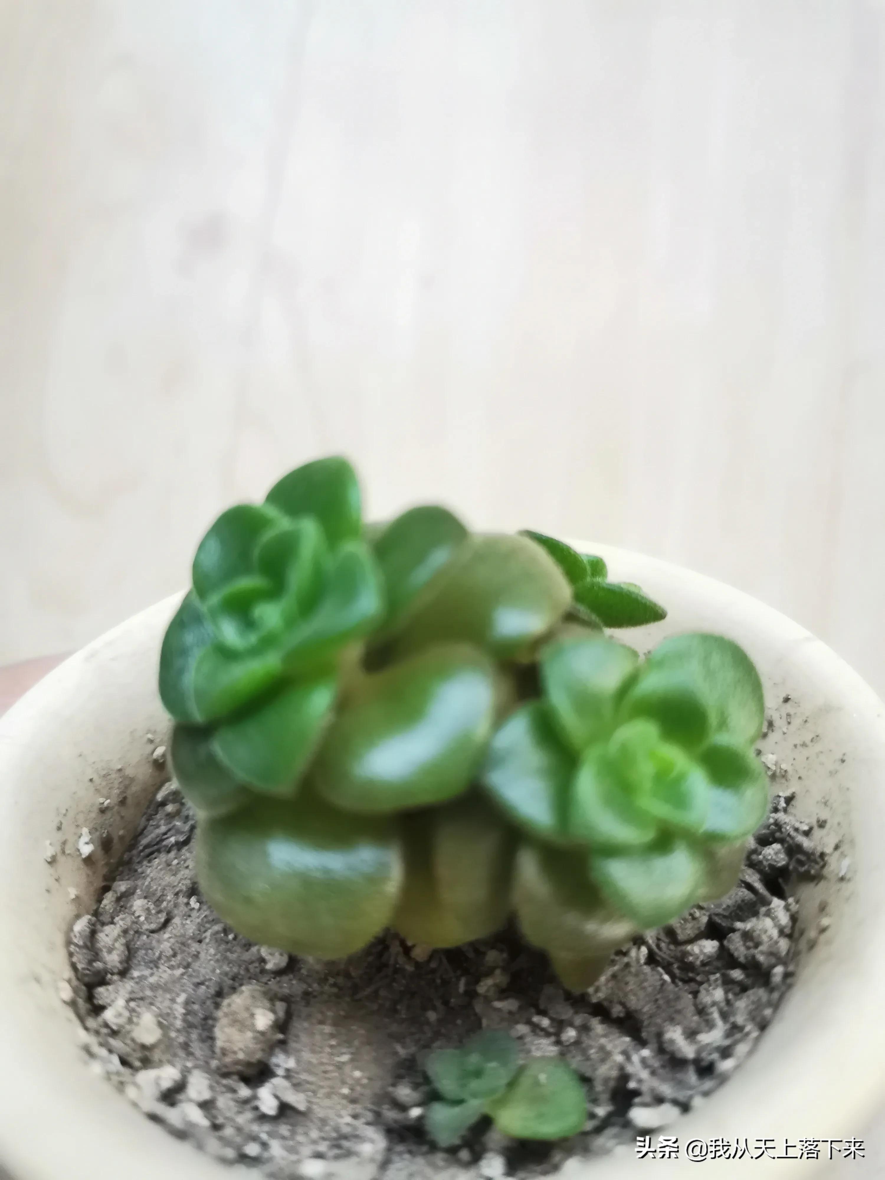 89种常见多肉植物品种图，实物拍摄，还不认识的小伙伴赶紧收藏好