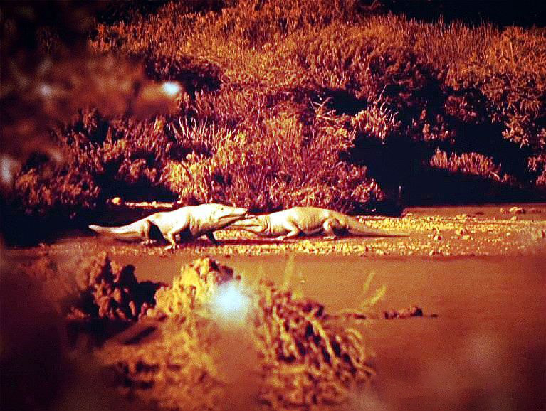 台州鲸鱼搁浅现状直播,台州鲸鱼搁浅死的鲸鱼怎么处理