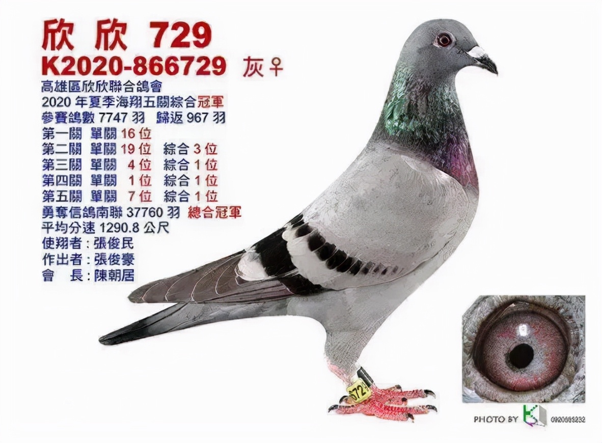 中国最贵的赛鸽前十名,最贵的一羽赛鸽