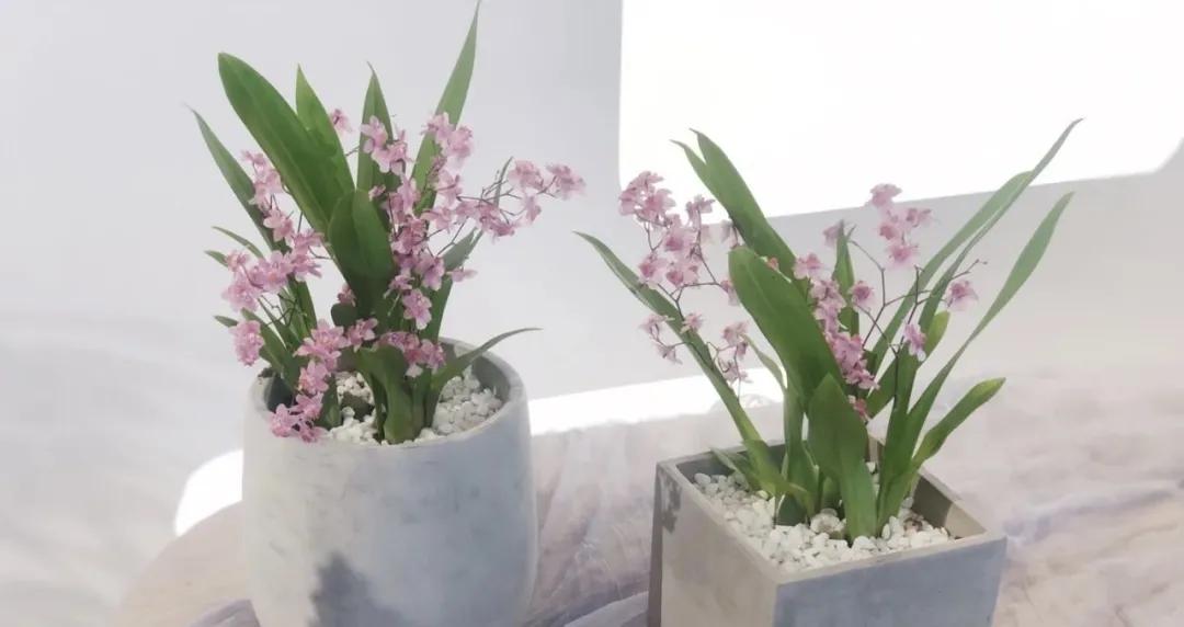 梦香兰的养殖方法,梦香兰花苗