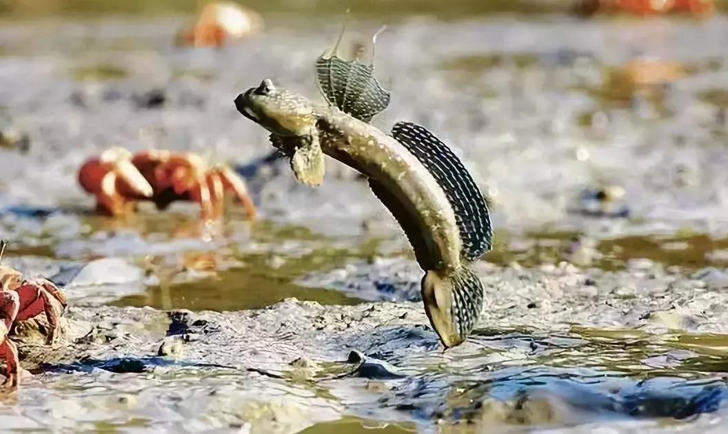 防城港怎么吃海鲜便宜不被坑,防城港干货海鲜有哪些