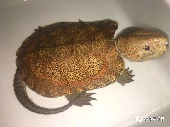 哪种情况乌龟要出壳了,乌龟在最近会出现什么表现