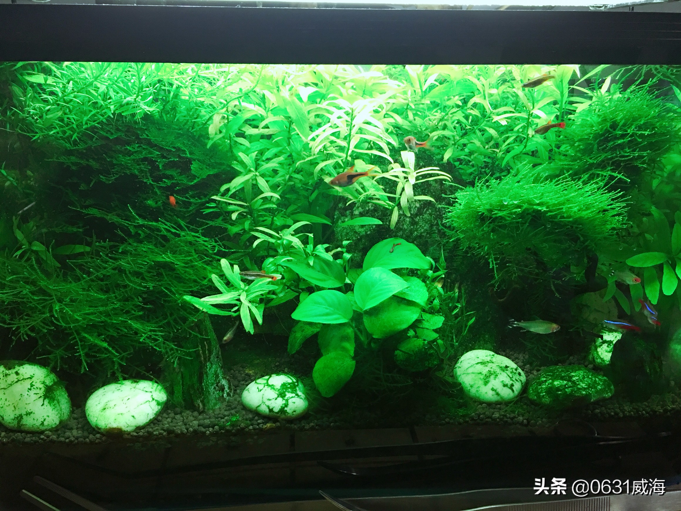 鱼缸水草溶叶是什么原因,九冠水草溶叶是什么原因