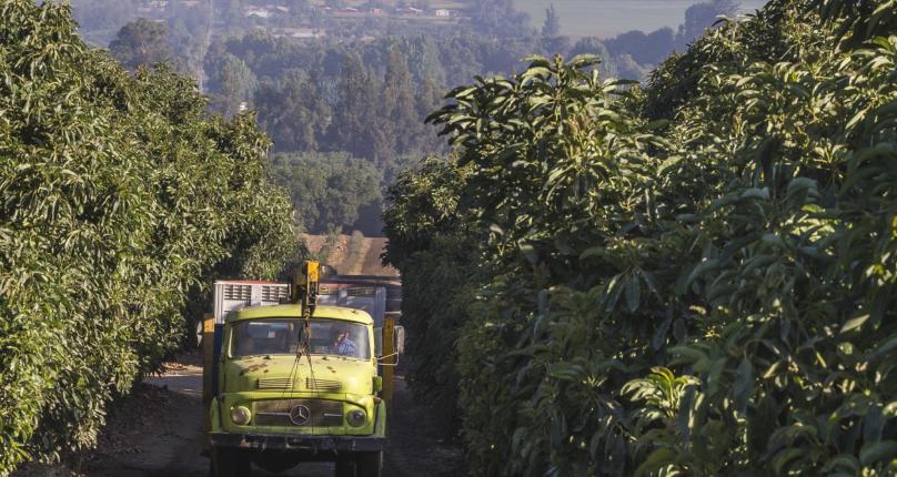 从南美的秘鲁进口水果到中国,秘鲁牛油果是哪里的