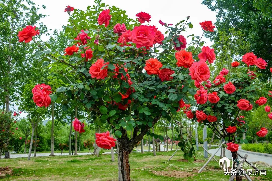 楂樻牎椋庨噰绯诲垪,楂樻牎椋庨噰灞曠ず瑙嗛