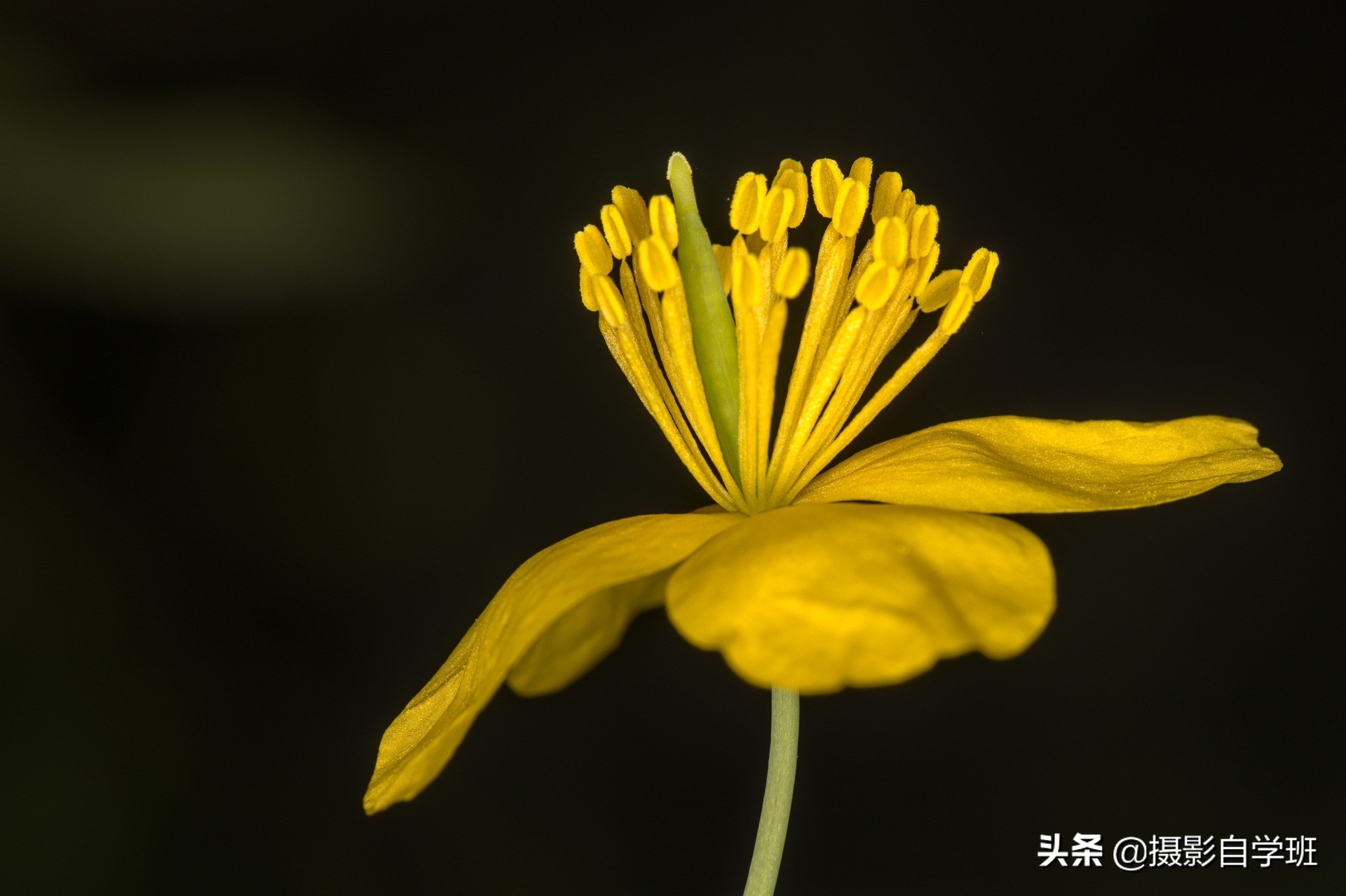 拍花朵怎么拍出来的又多又好看,怎样拍摄小花朵最好看