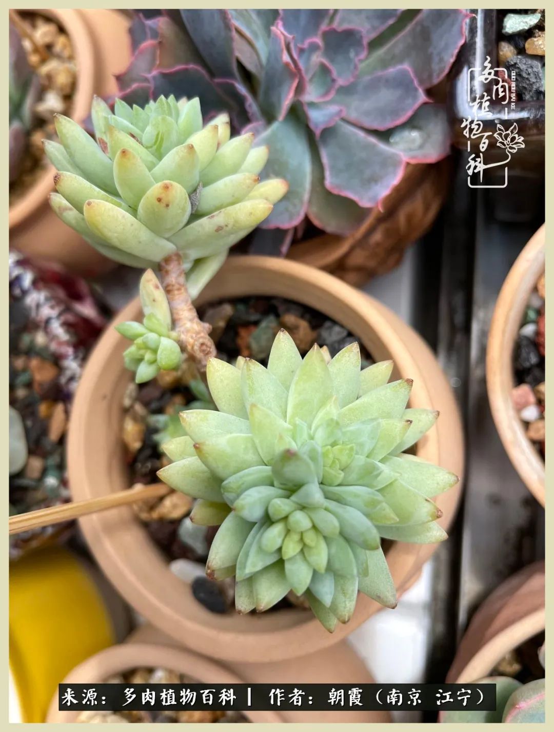 多肉最美的飘枝品种,多肉最美老桩