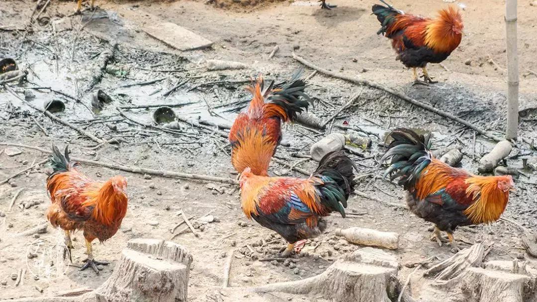 广州隐世峡谷游玩攻略,广州要坐船才能登的小岛