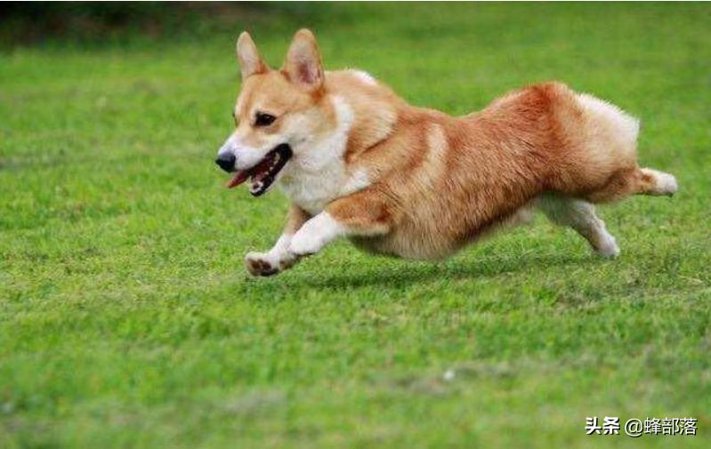 昆虫在哪买卖,农村常见的昆虫哪些可以养