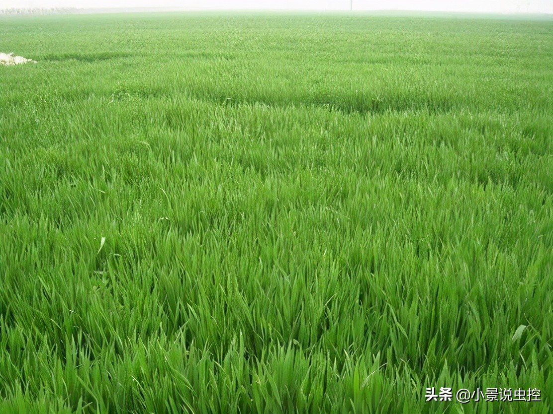 对付鼹鼠最有效的办法,对付鼹鼠的最好方法