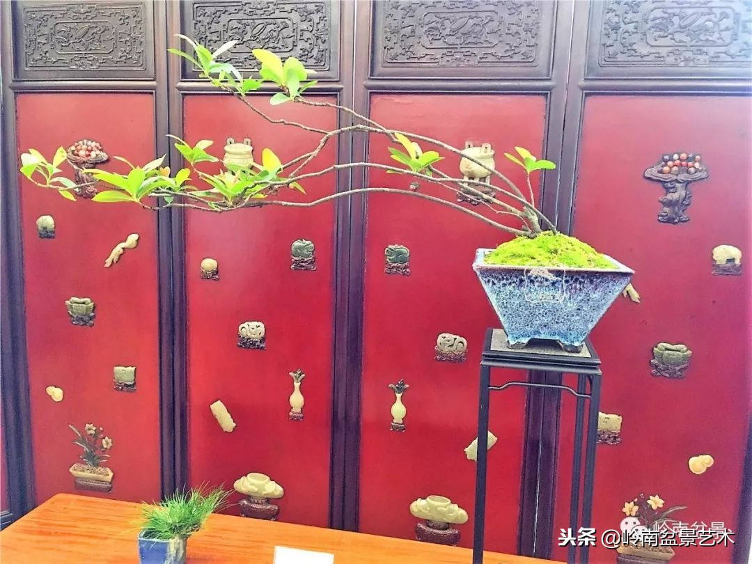 我国盆景艺术的发展现状,中国盆景发展现状论文