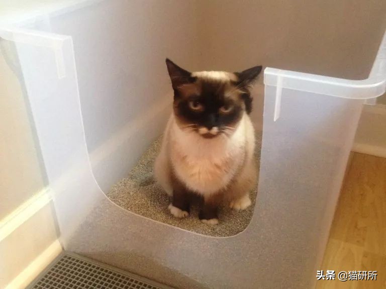 如何整治猫咪乱拉屎,怎么解决猫咪乱拉大小便