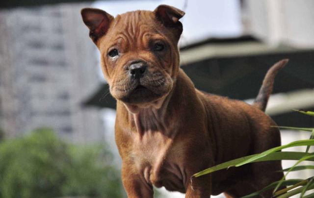 川东猎犬藏獒,川东猎犬容易攻击人吗