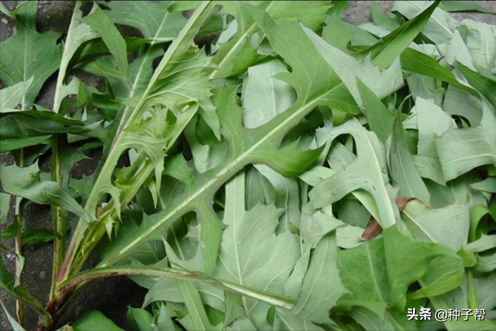 苦荬菜牧草十大品种,耐高温的饲料草有哪些