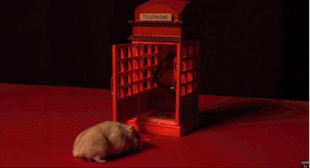 身价300万的仓鼠外网走红！住3层电梯豪宅，丰富娱乐，人不如鼠啊