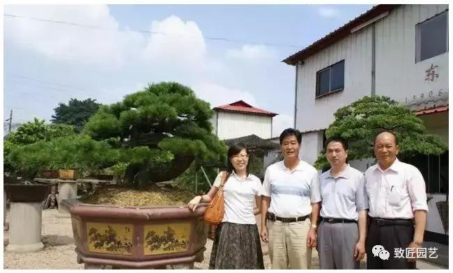 九款罕见名贵盆景懂行一眼就看上 (全世界最贵的100棵真柏盆景)