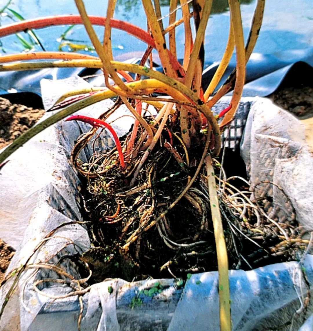 怎么让植物在水面上种植,什么植物可以种植在池塘里面