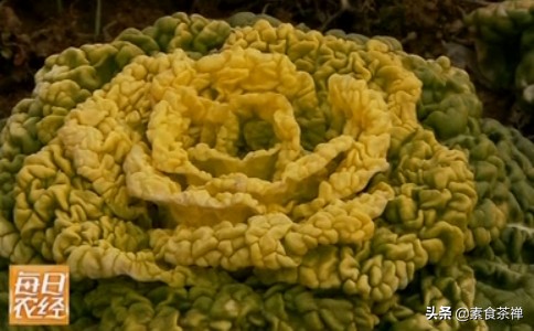 “雪地金花”黄心乌，一种越冻越好吃的蔬菜