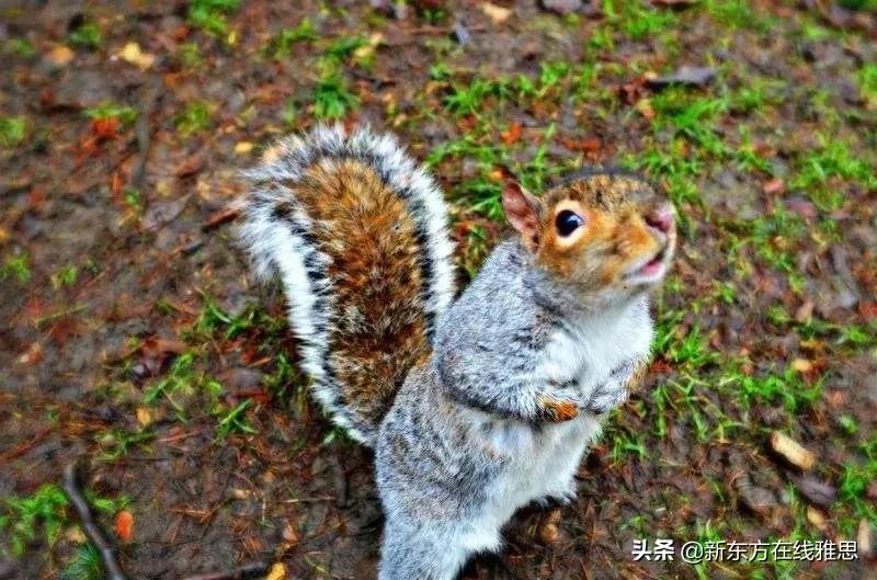 牛津词典会不会看不懂,牛津词典是美式还是英式