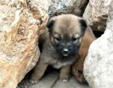 大雪天小狗被锁链拴门外冻的发抖,小狗冷风中瑟瑟发抖等主人三天