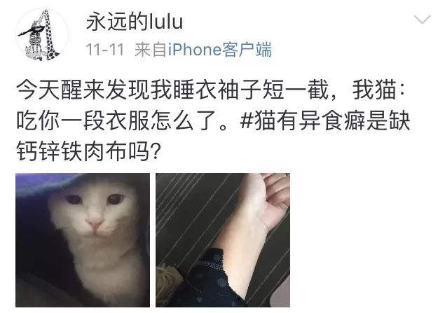 训练猫时可以给猫吃什么,训练猫捕食