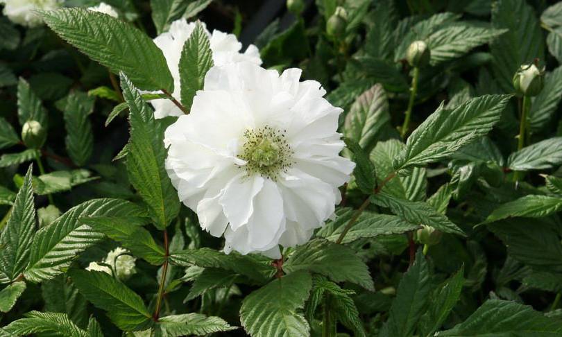 破阵子辛弃疾表达了作者什么感情,辛弃疾送别友人的片段