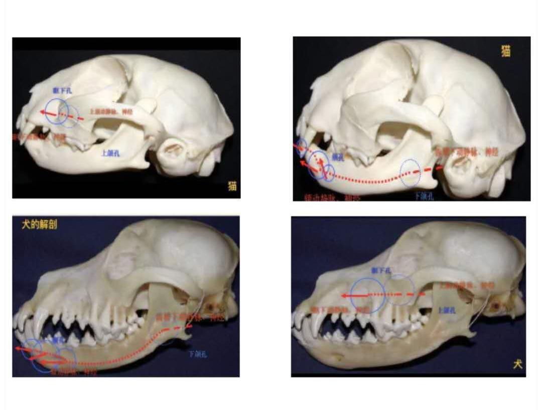 犬猫手术期疼痛管理1