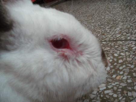 兔巴氏杆菌病用什么疫苗,幼兔如何预防和治疗巴氏杆菌