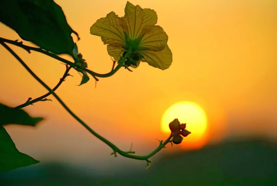 国医大师裘沛然是哪里人,裘沛然国医大师医案