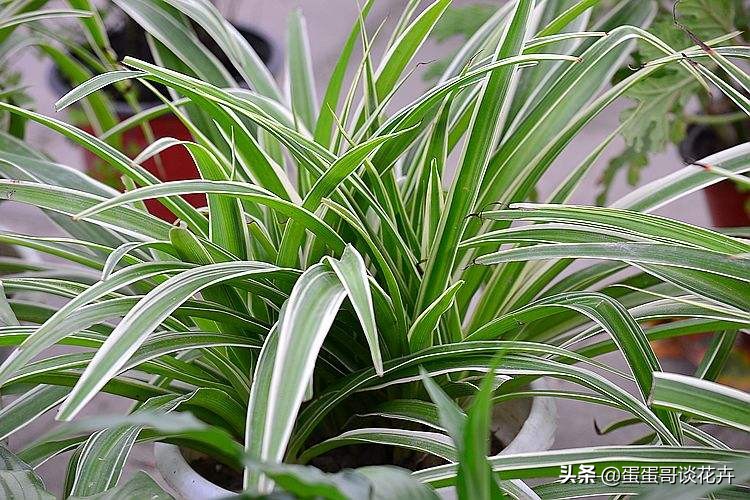 吊兰发软黄叶怎么办,吊兰软塌塌的怎么办