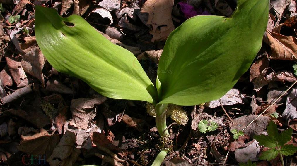 村里的懒汉成为富豪,村里出名的懒汉成富翁