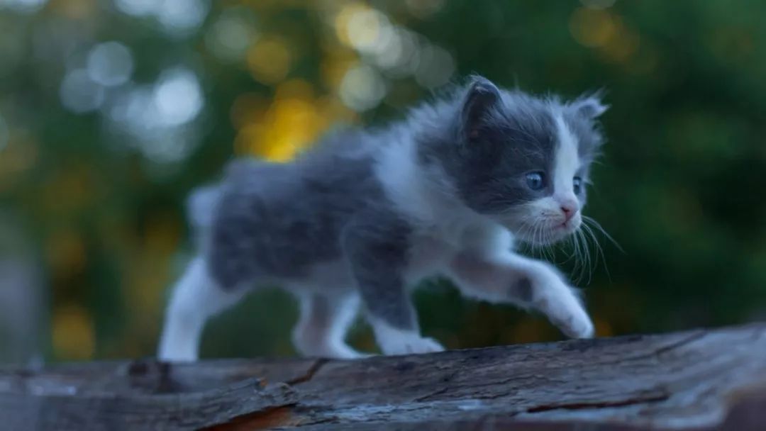 猫宝宝一般吃什么,猫宝宝的句子