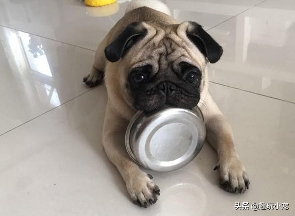 狗狗过敏了怎么办最快最有效,狗狗皮肤过敏吃单一肉食物