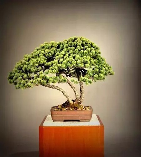 附石悬崖式罗汉松盆景图片,附石罗汉松造型图片